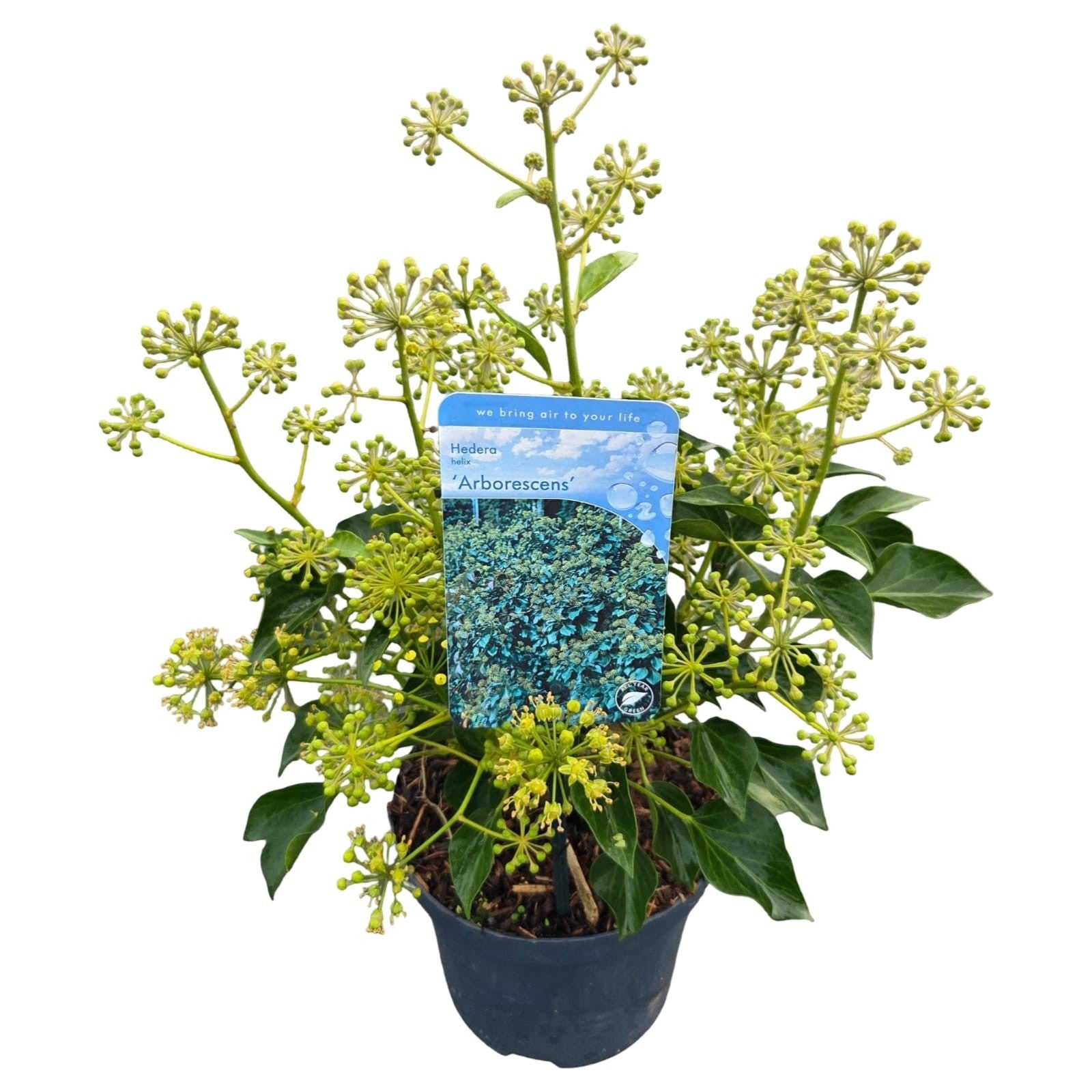 Hedera helix Arborescens 19cm Pot