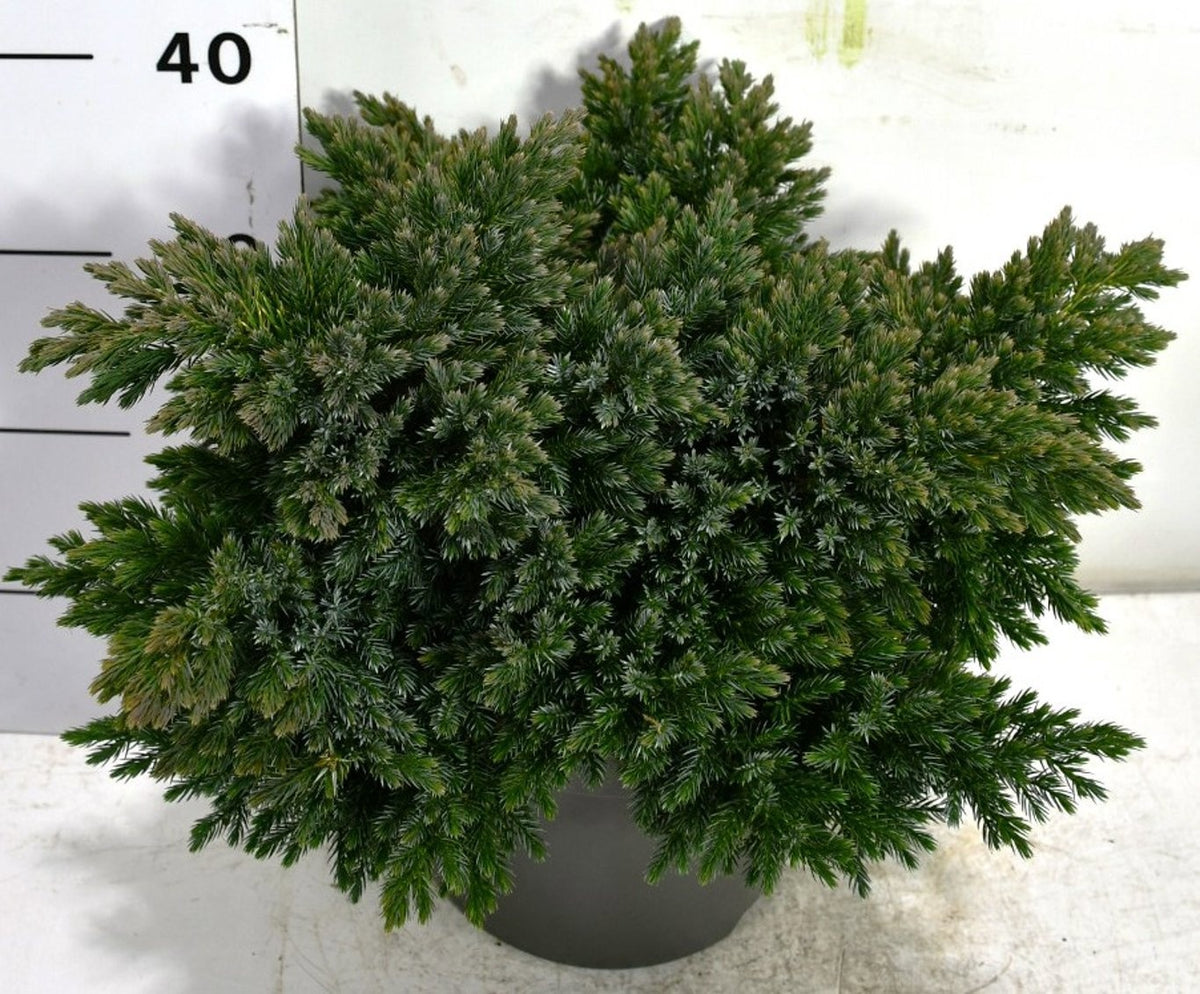 Juniperus Blue Star 40cm 26cm Pot
