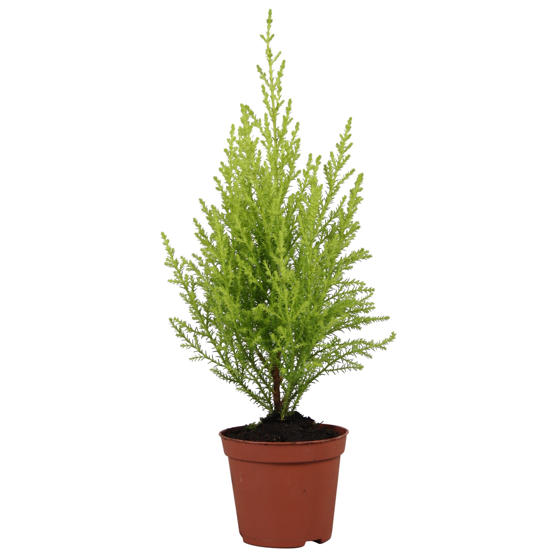 Vireo-Hedera plant BV Cupressus Goldcrest Wilma Pack of 20