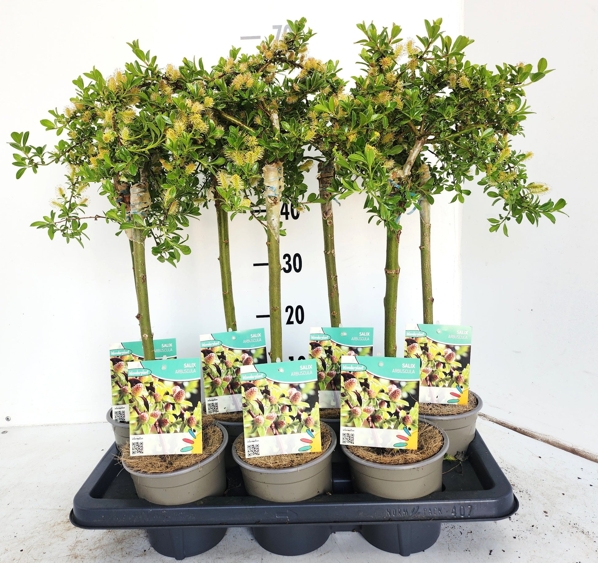 Salix arbuscula 50cm 14cm Pot