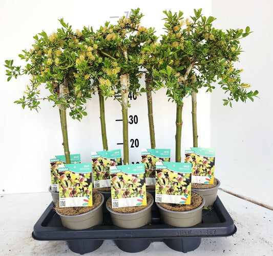 Salix arbuscula 50cm 14cm Pot