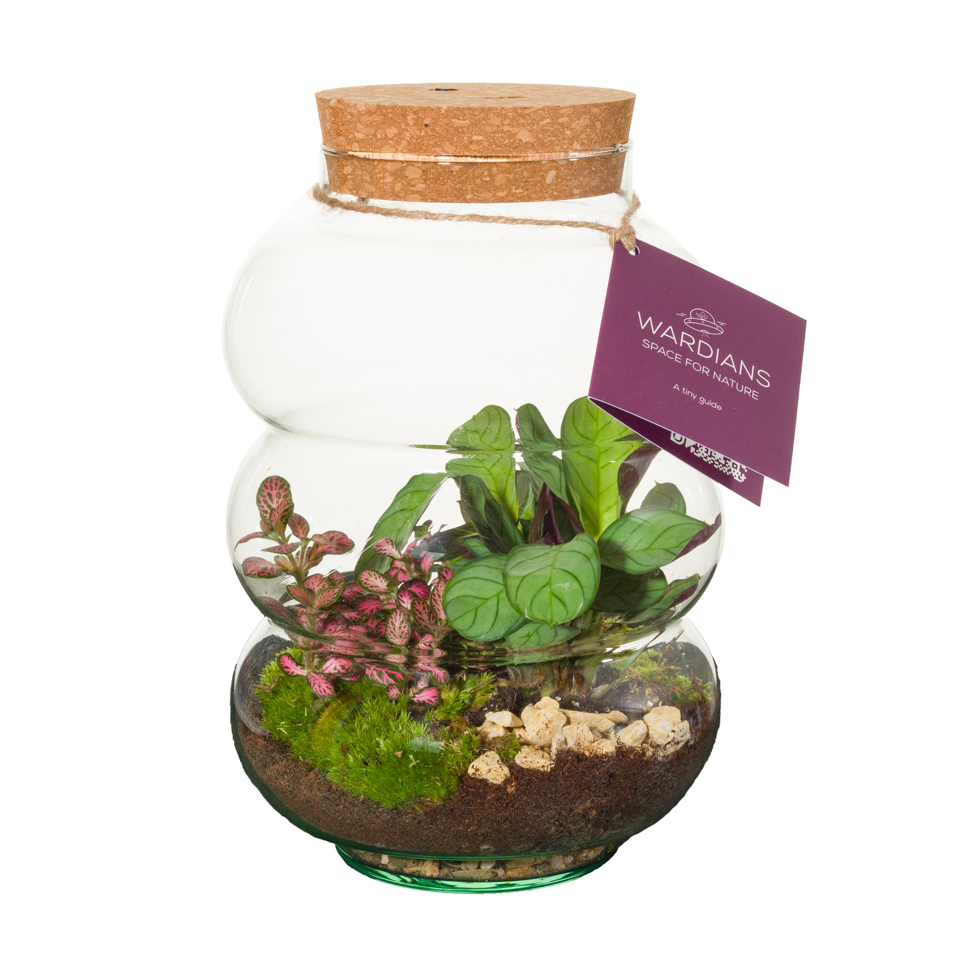 Wardians Wardians Terrarium - Pluto medium + LED (rechargeable USB-C) Pack of 3