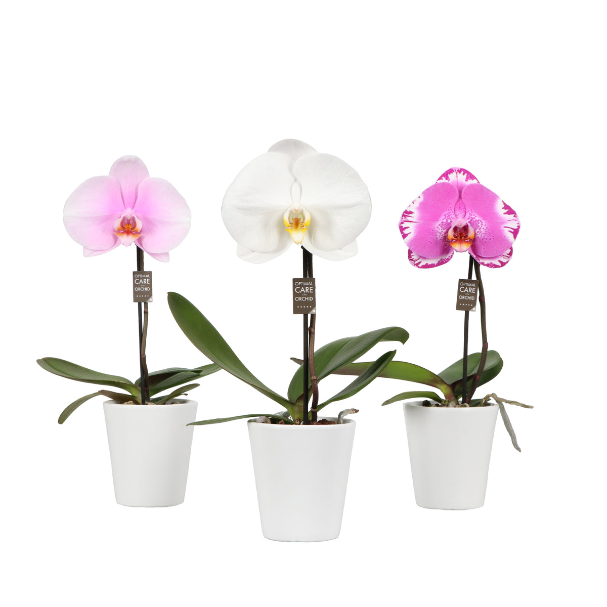 Phalaenopsis mix 40cm 9cm Pot