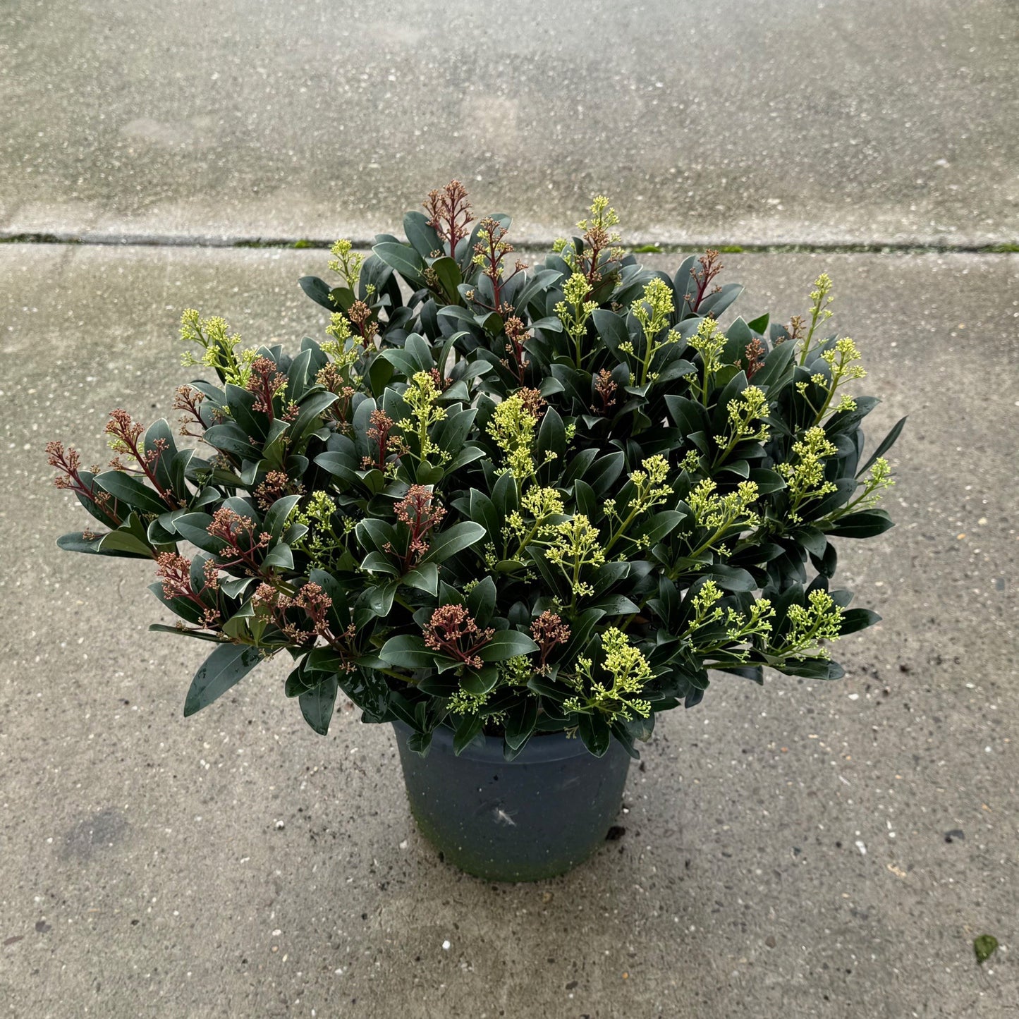 Skimmia japonica mix 50cm 27cm Pot