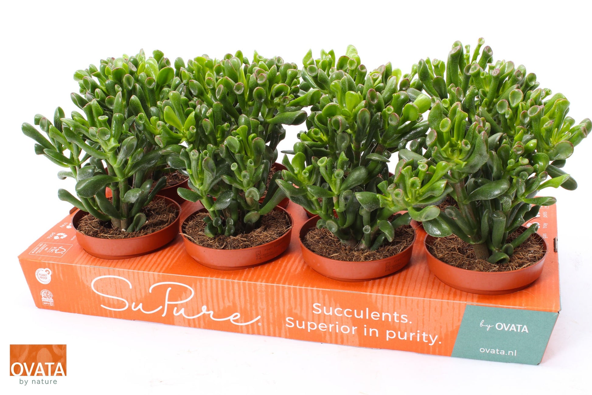 Crassula Trompet 20cm 12cm Pot