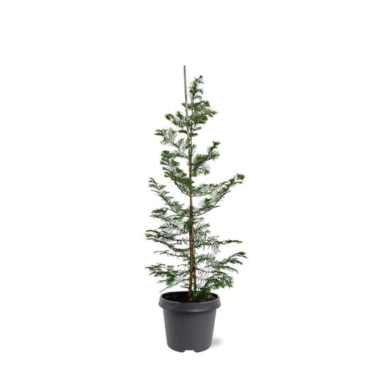 Metasequoia glyptostroboides 90cm 23cm Pot