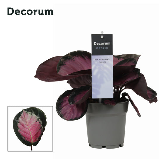 Vreugdenhil Bulbs & Plants Calathea ros. Rosy Pack of 10