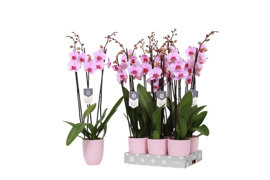 Phalaenopsis Washington 70cm 12cm Pot