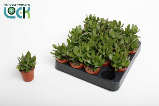 Crassula Moneymaker 10cm 5.5cm Pot