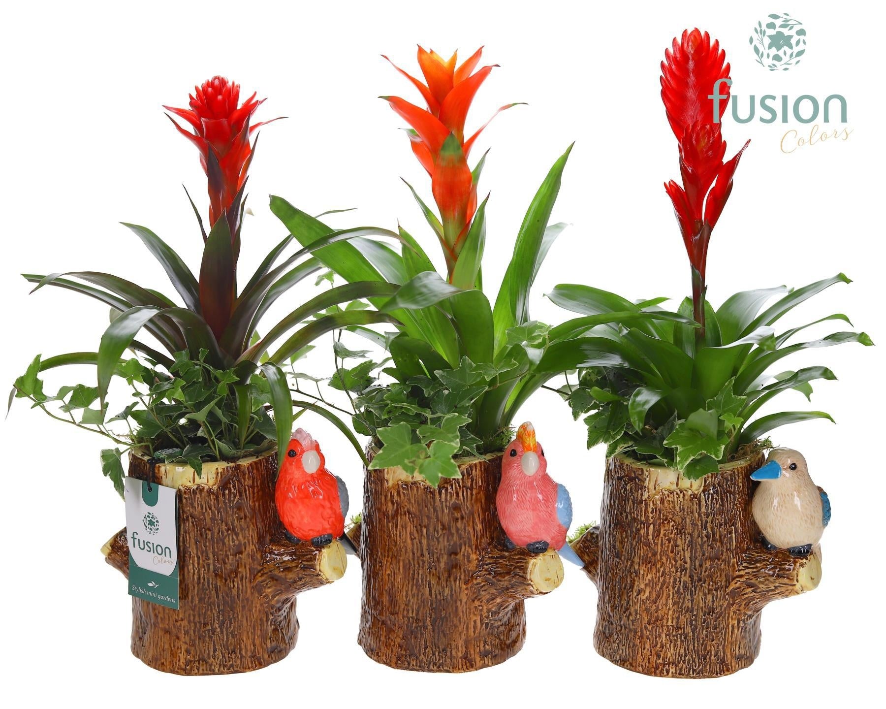 arr. Bromelia 43cm 19cm Pot