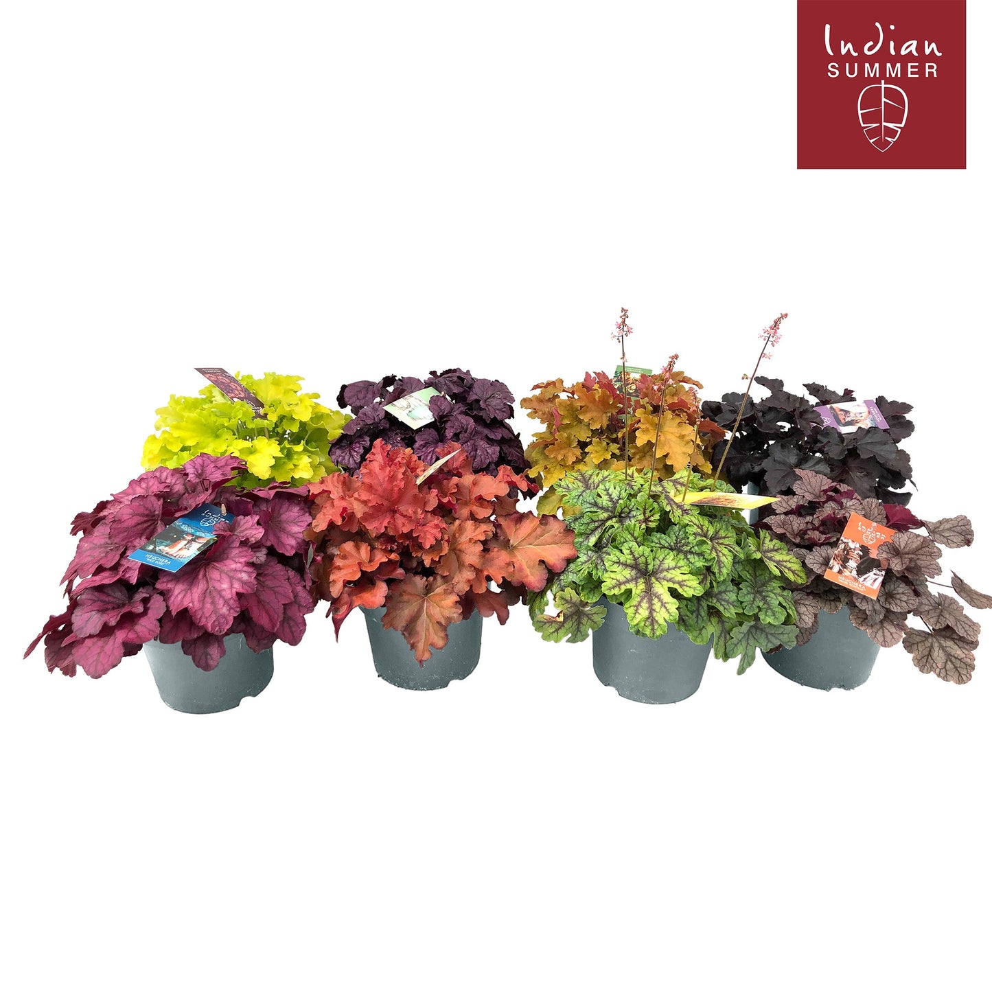 Heuchera Indian Summer mix 30cm 19cm Pot