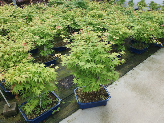 Acer Katsura 65cm 32cm Pot