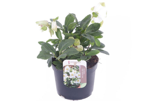 Helleborus nig. Advent Star 25cm 13cm Pot