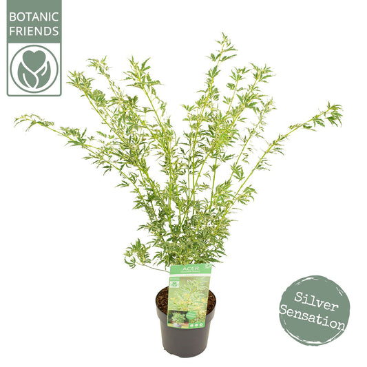 Acer Butterfly 55cm 19cm Pot