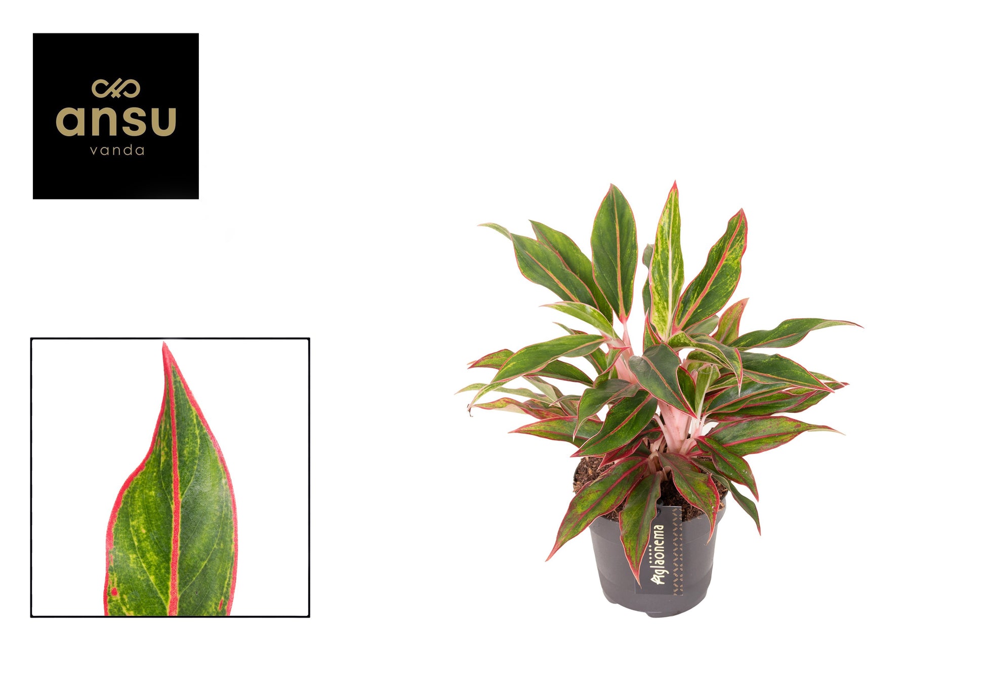 Aglaonema Jungle Red 35cm 12cm Pot