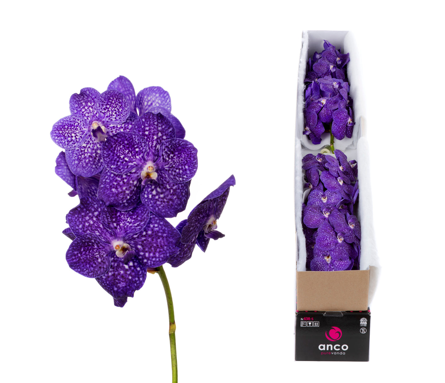 Ansu Vanda Bluestar Beauty Pack of 5