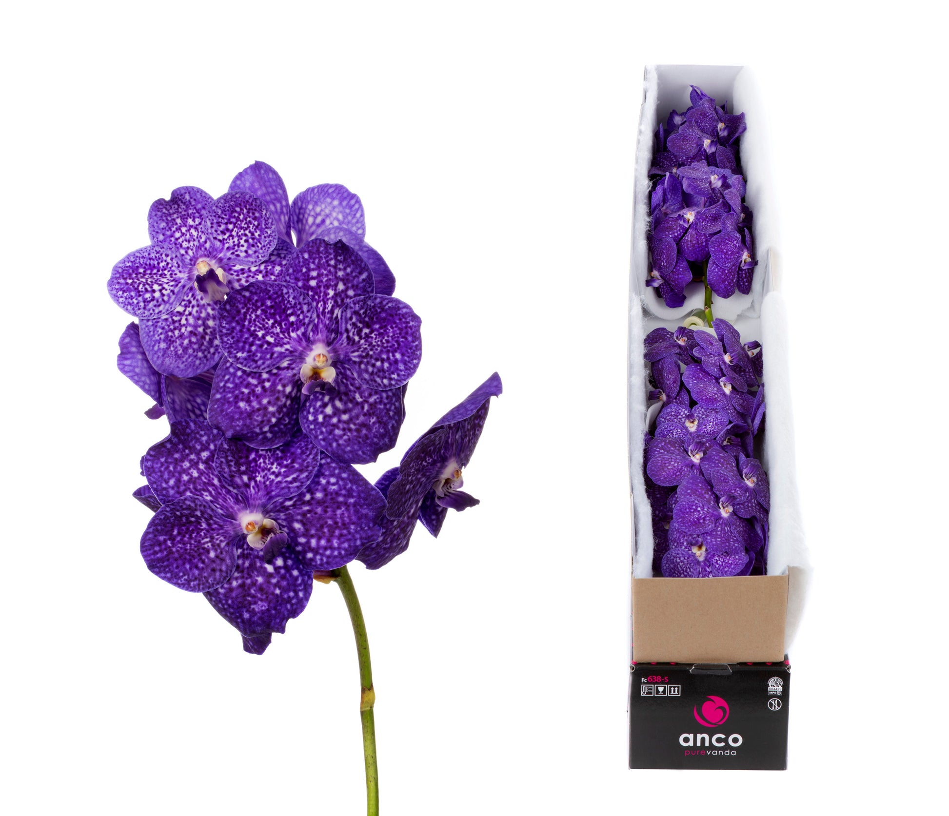 Ansu Vanda Bluestar Beauty Pack of 5
