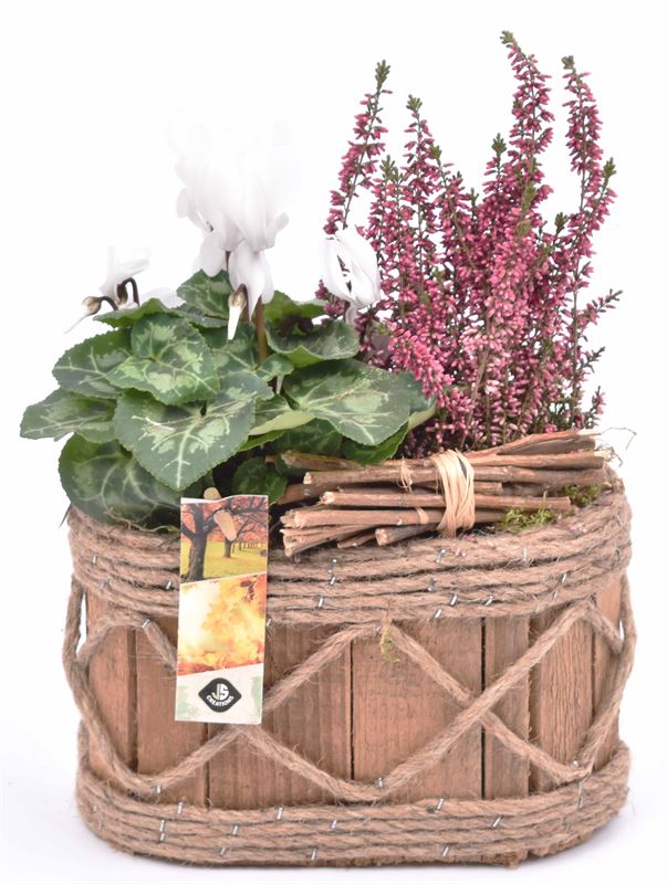 Outdoor arrangement 21cm Pot