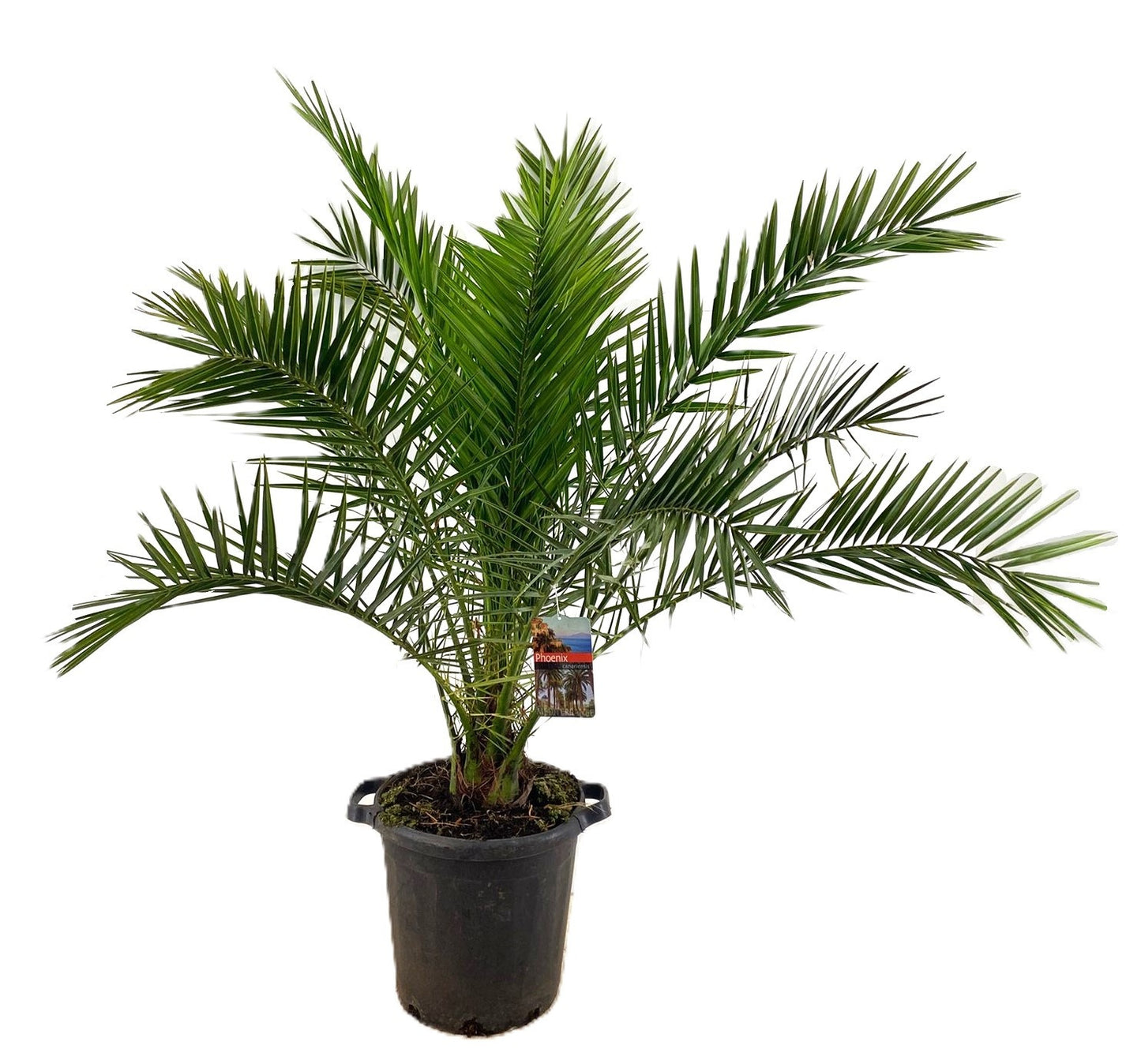 Phoenix canariensis 180cm 40cm Pot
