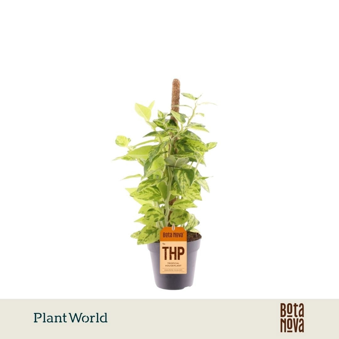 Plantworld Jogrow Pedilanthus tith. Green Blush Pack of 10