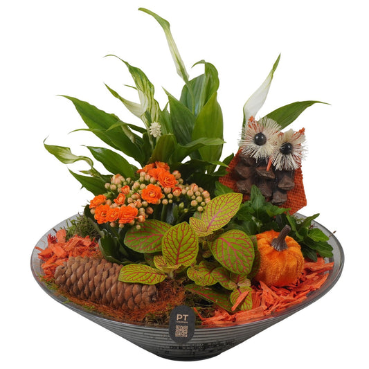 Indoor arrangement 26cm 26cm Pot