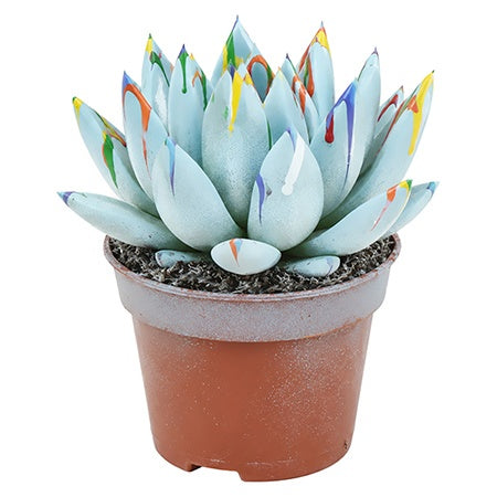 Echeveria colored Splash pastel blue 8cm 6cm Pot