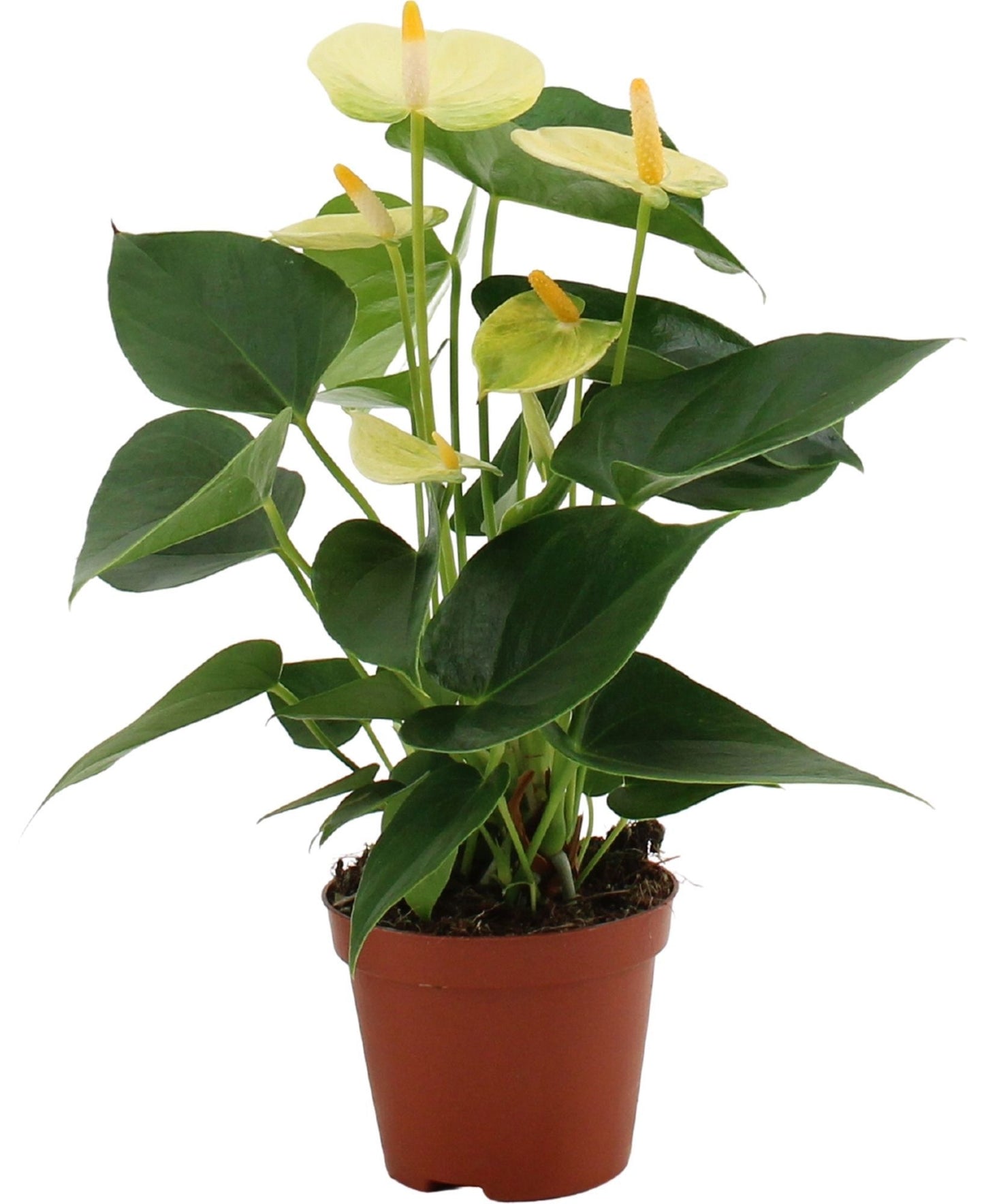 Anthurium Vanilla 29cm 9cm Pot