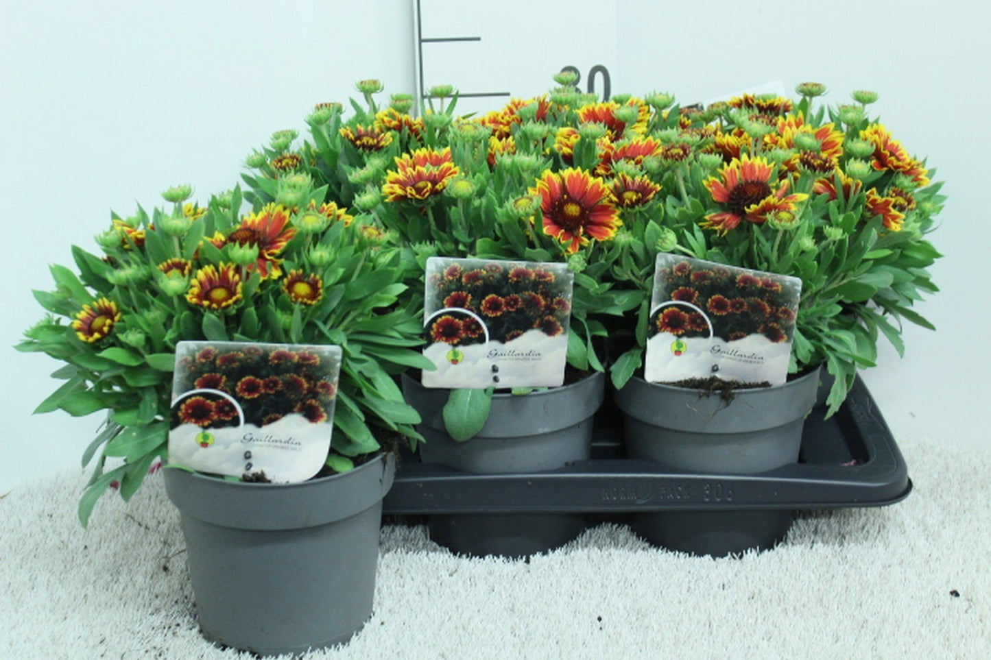 Gaillardia aristata 30cm 17cm Pot