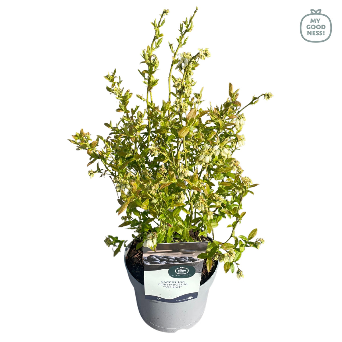 Vaccinium corymbosum ("Blueberry") 30cm 17cm Pot