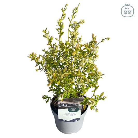 Vaccinium corymbosum ("Blueberry") 30cm 17cm Pot