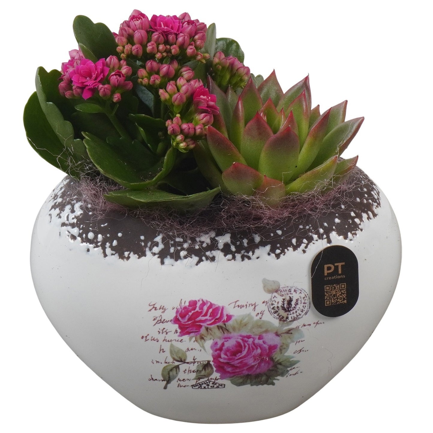 Indoor arrangement 18cm 15cm Pot