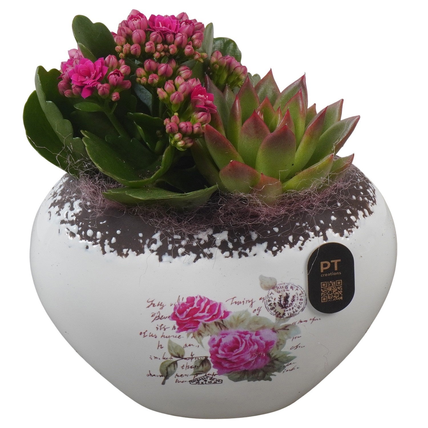 Indoor arrangement 18cm 15cm Pot