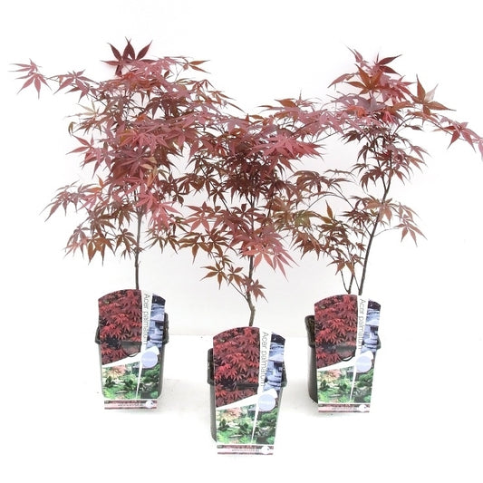 Acer Bloodgood 60cm 19cm Pot