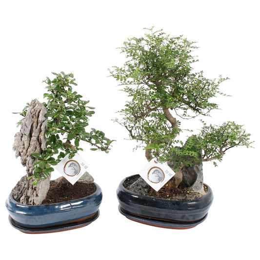 Bonsai mix 45cm 26cm Pot