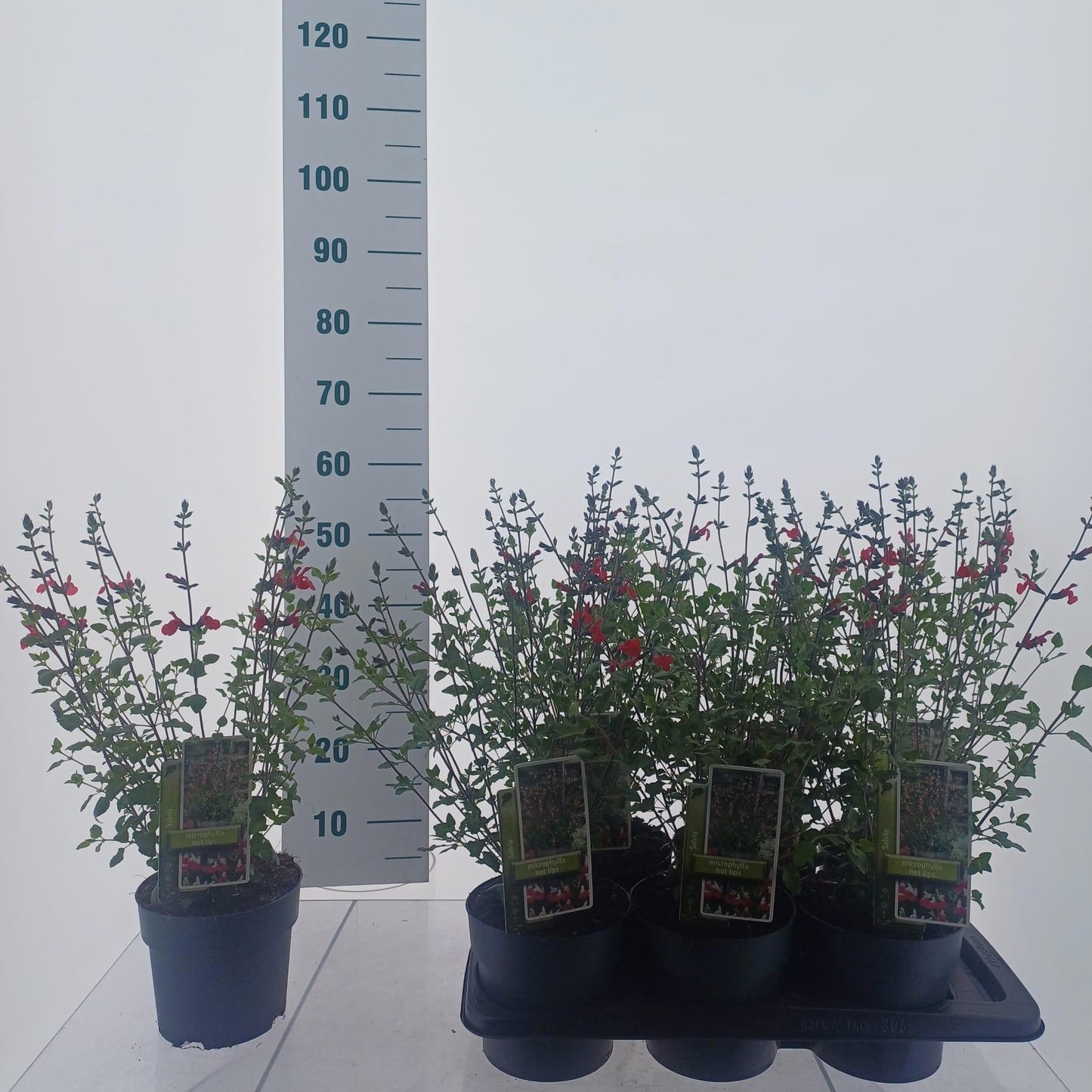 Salvia mic. Hot Lips 55cm 17cm Pot