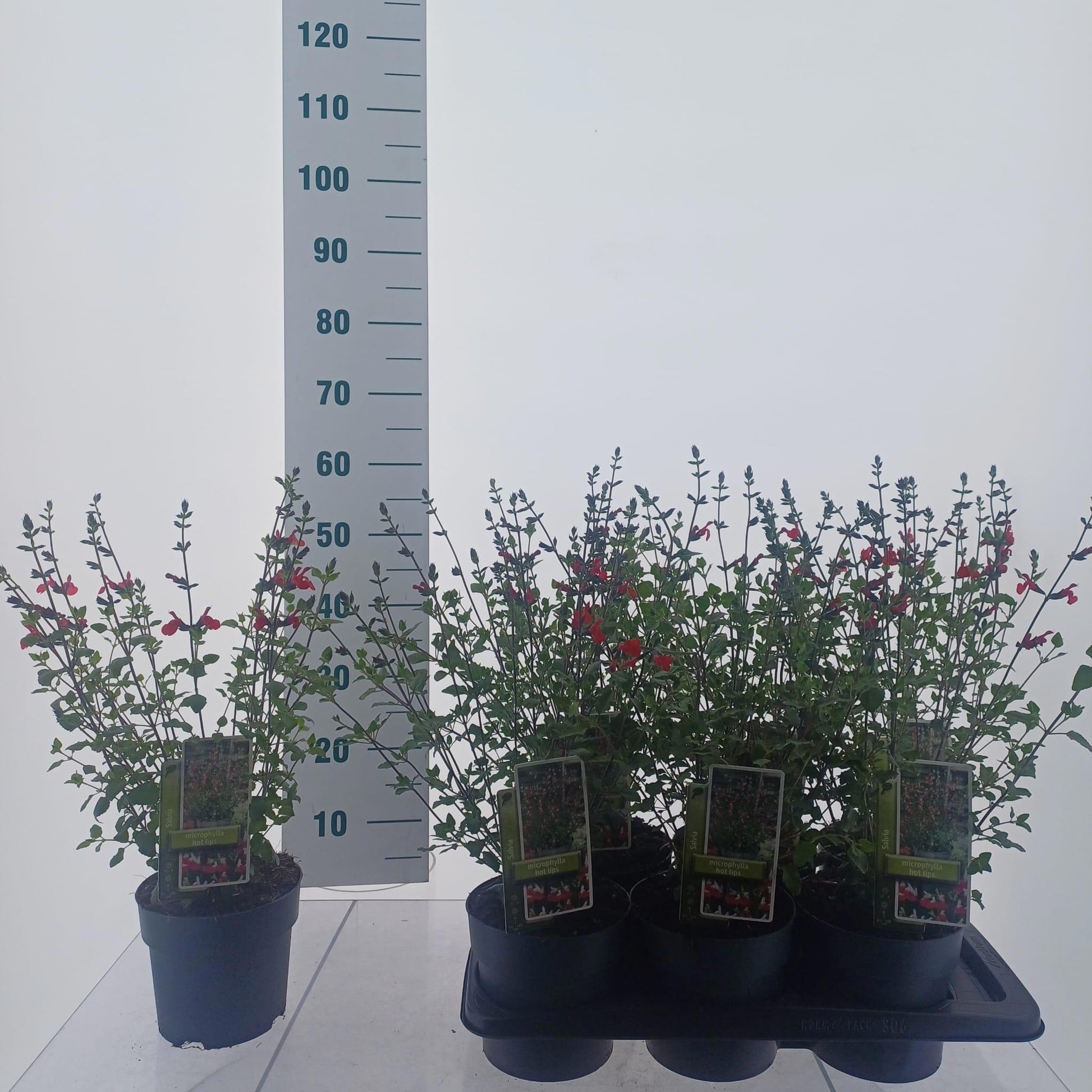 Salvia mic. Hot Lips 55cm 17cm Pot