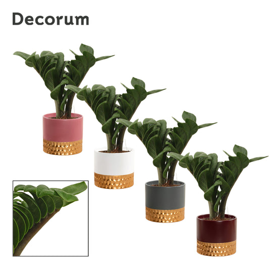 Zamioculcas Zenzi 25cm 9cm Pot