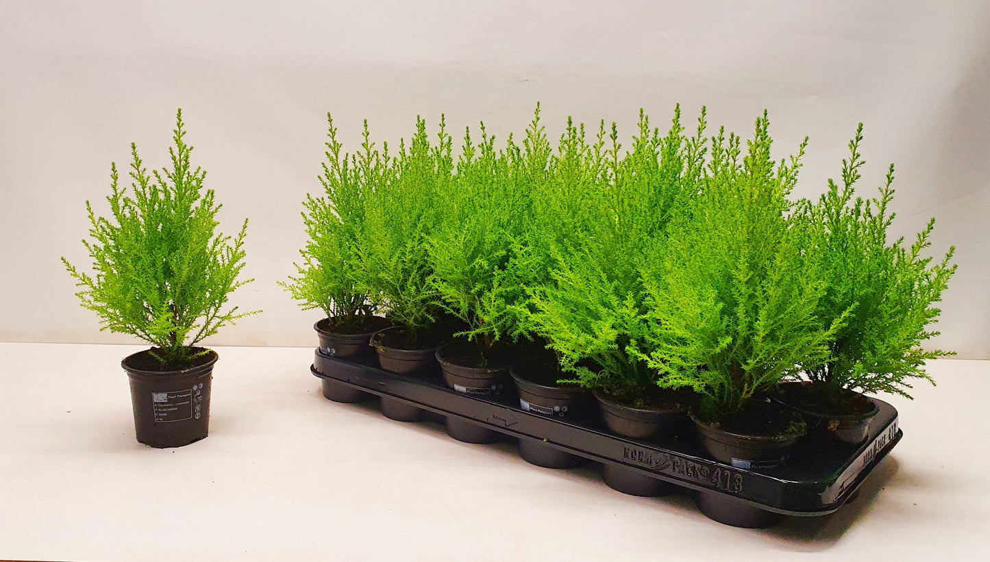 Cupressus Goldcrest Wilma pyramid 35cm 9cm Pot