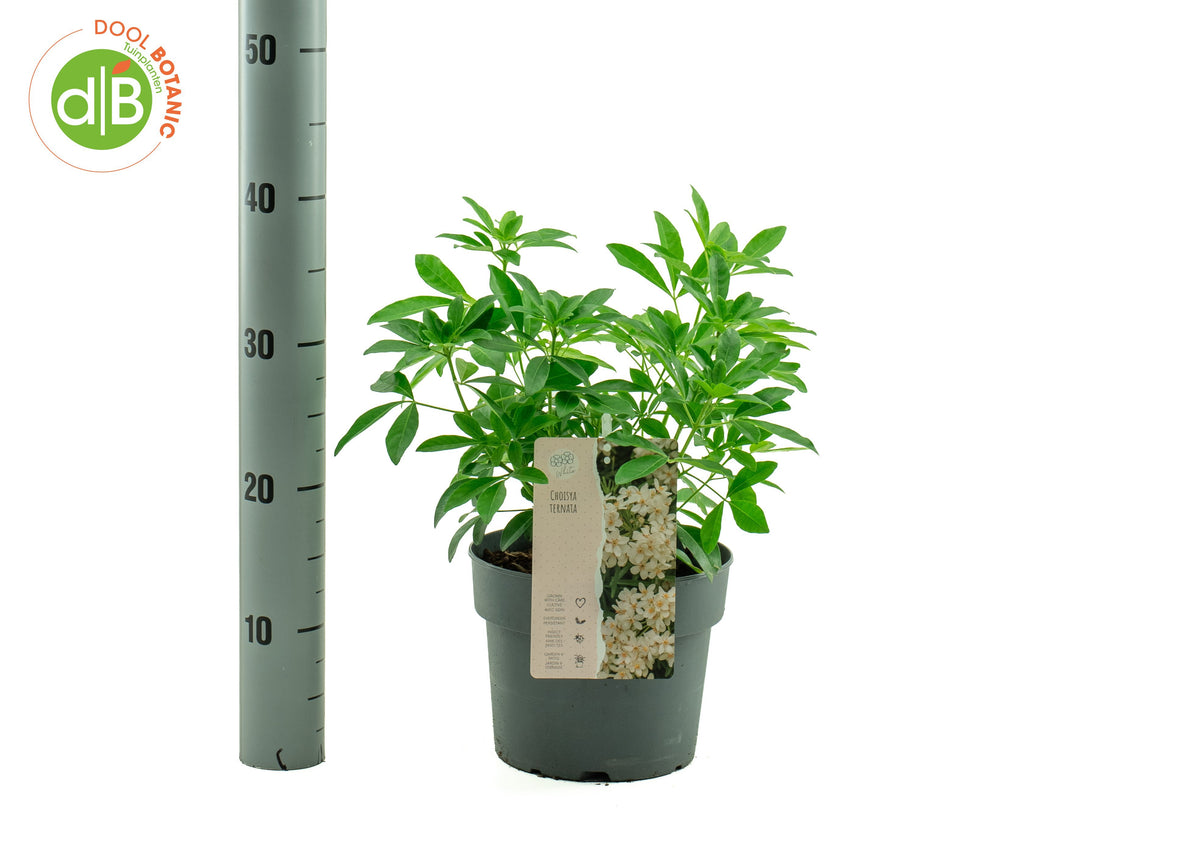 Choisya ternata Aztec Pearl 40cm 19cm Pot