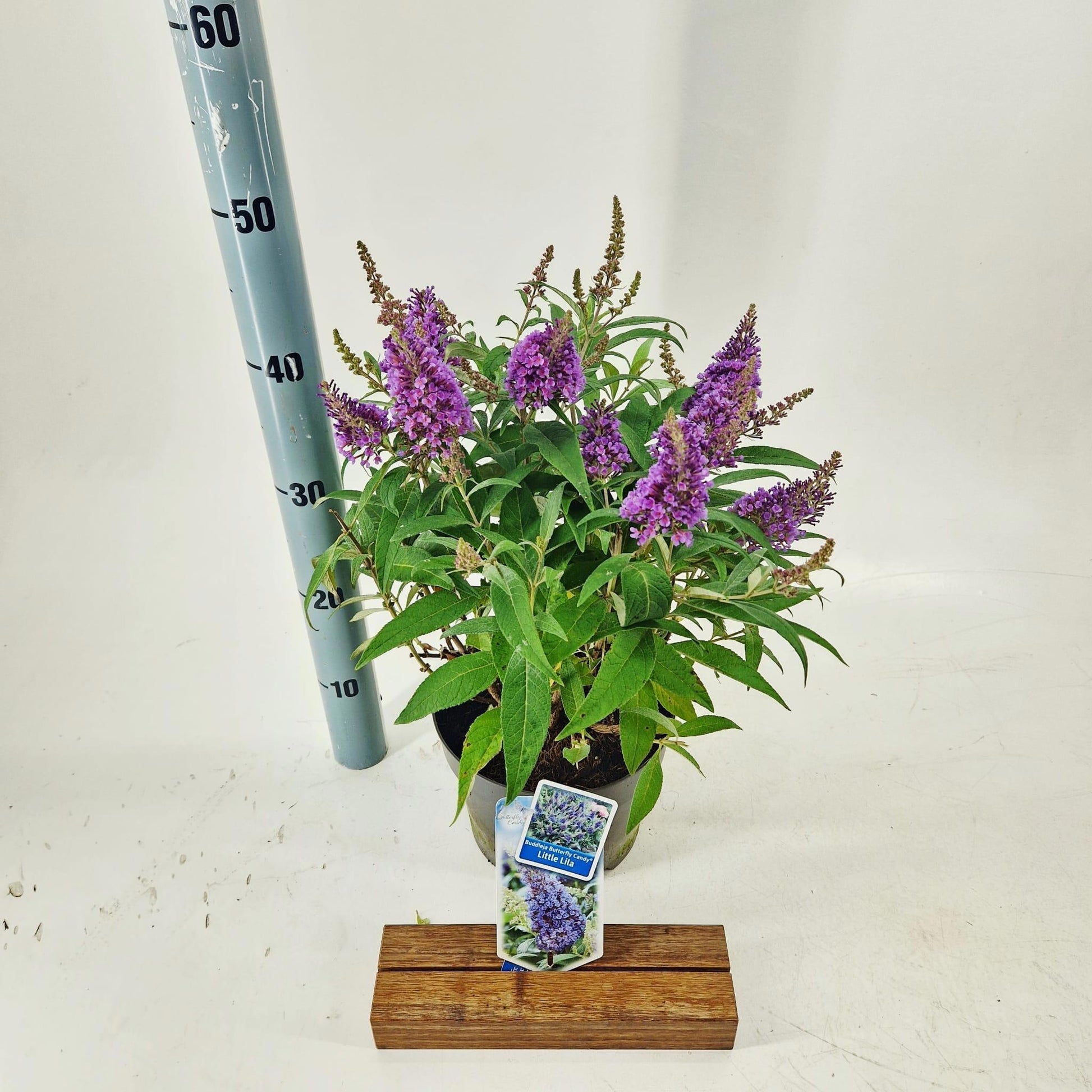 Buddleja Butterfly Candy Little Lila 30cm 19cm Pot