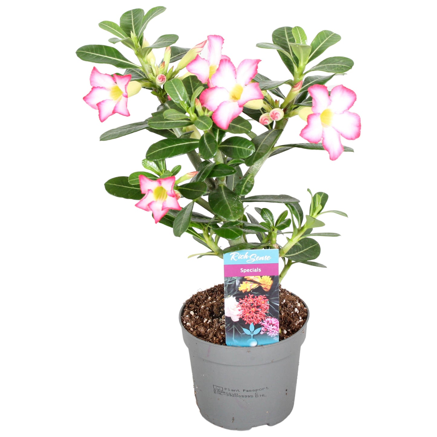 Adenium obesum Pink Star 30cm 13cm Pot