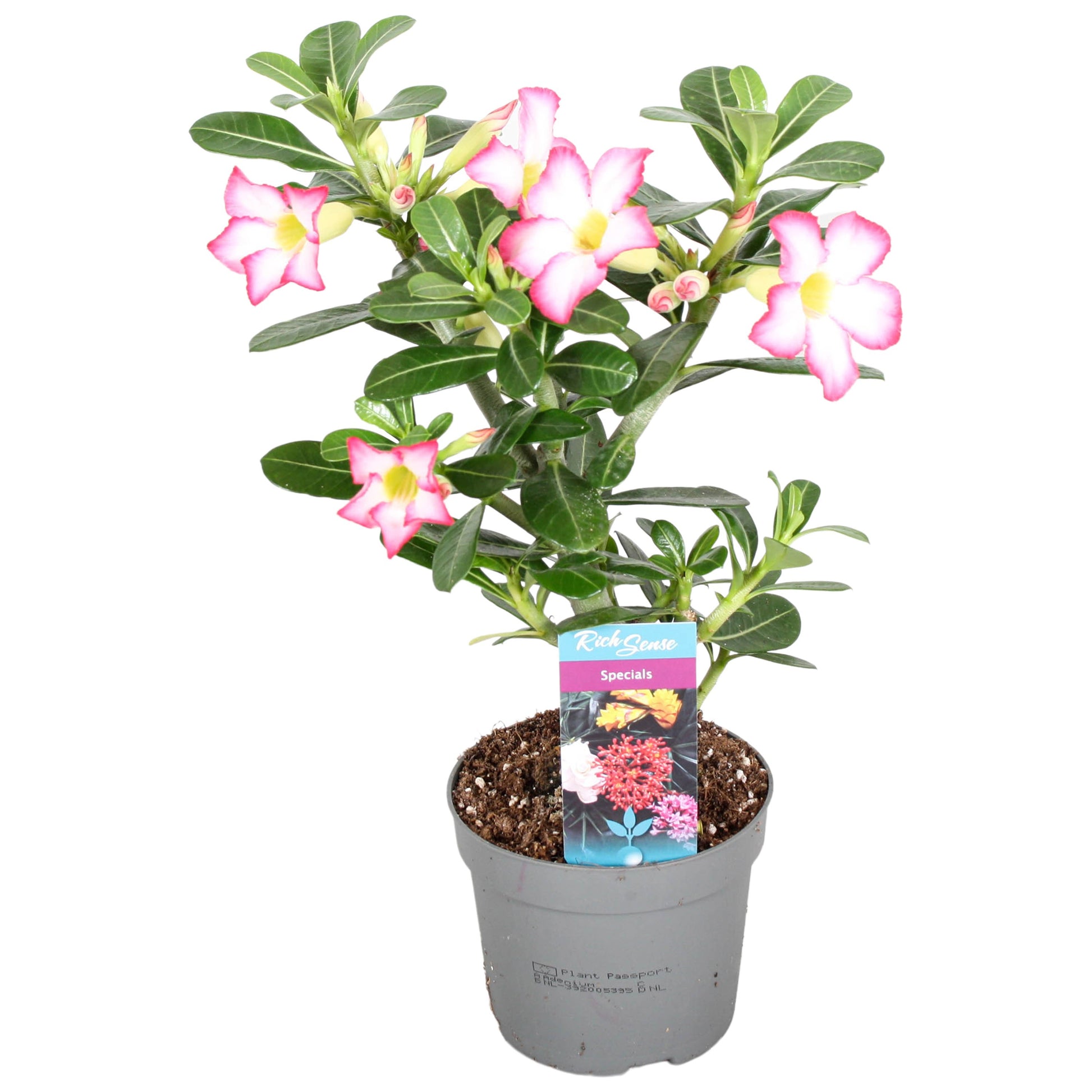 Adenium obesum Pink Star 30cm 13cm Pot