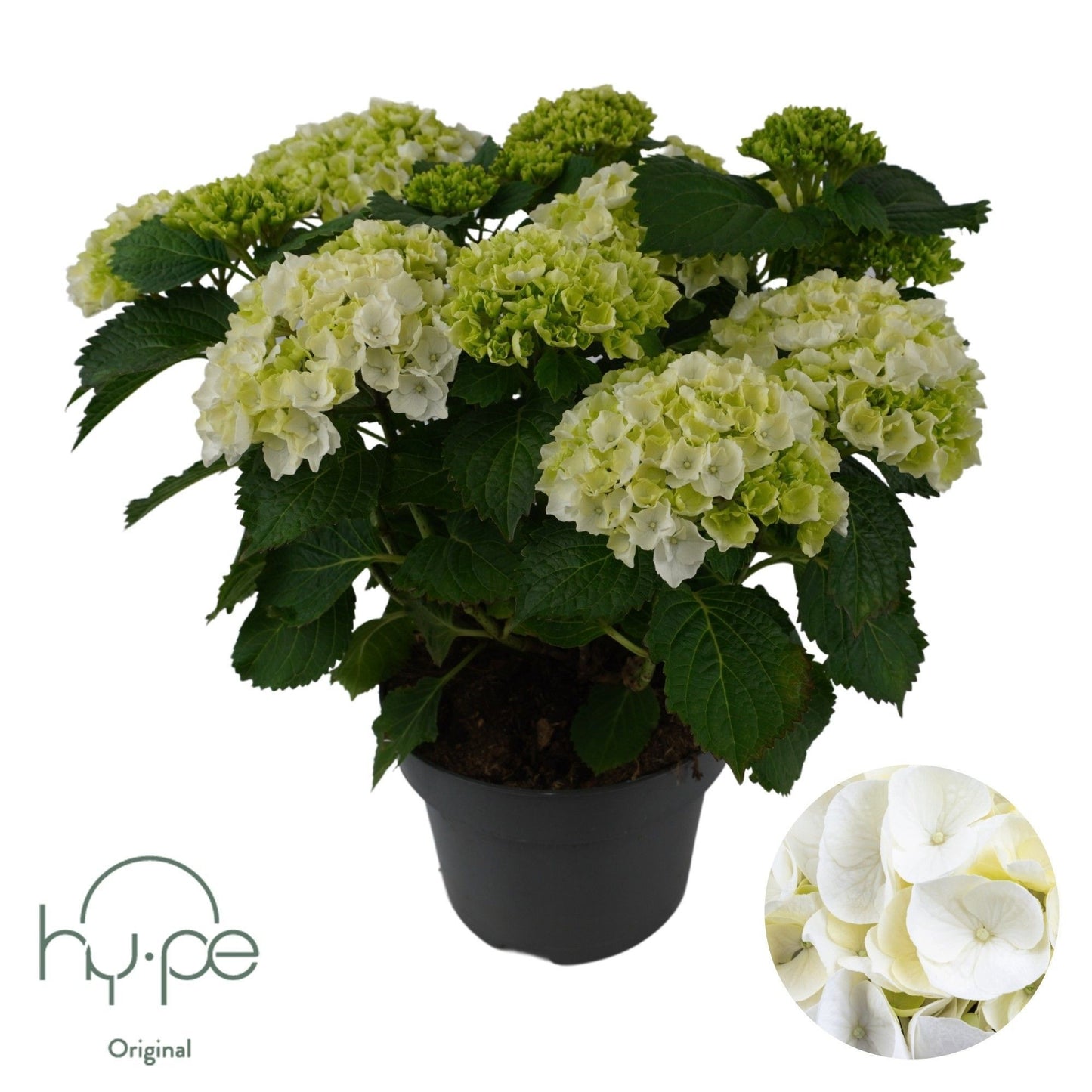 Schie, Sjaak van Hydr. mac. Mophead White Pack of 1