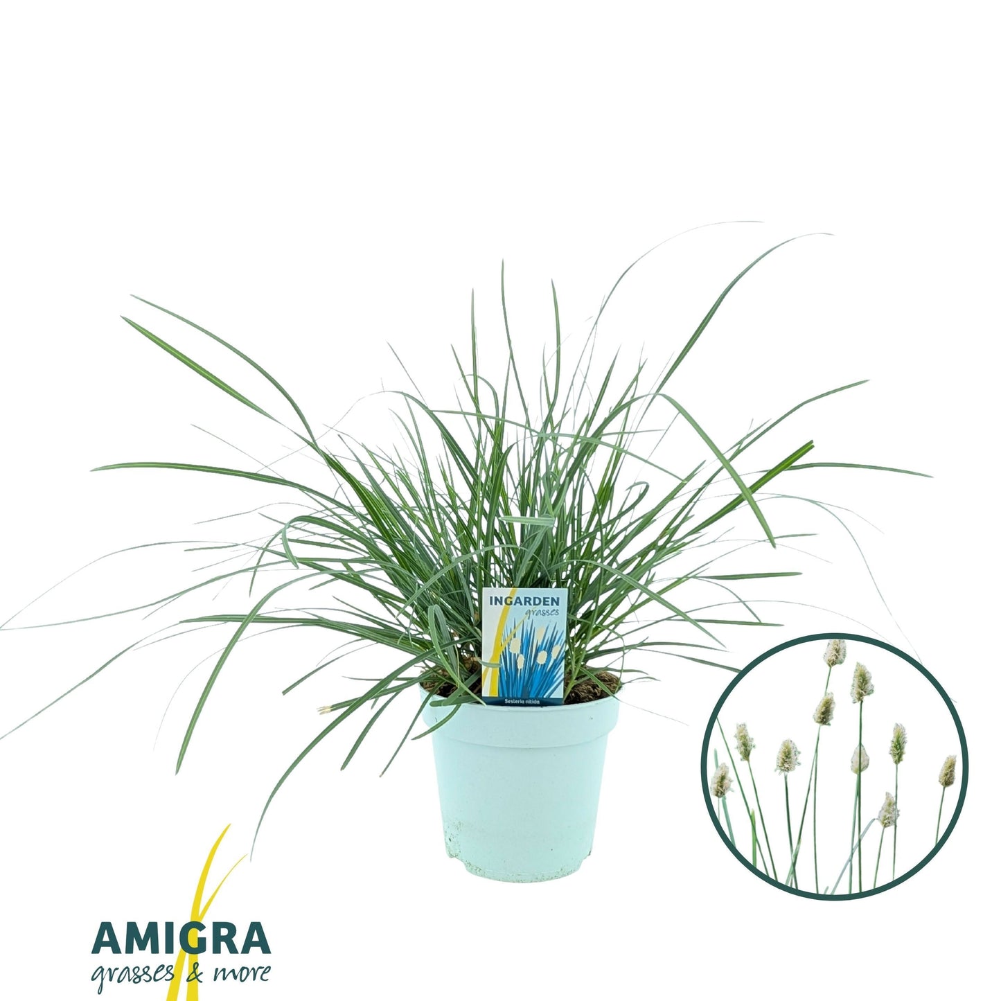 Amigra BV Sesleria nitida Pack of 6