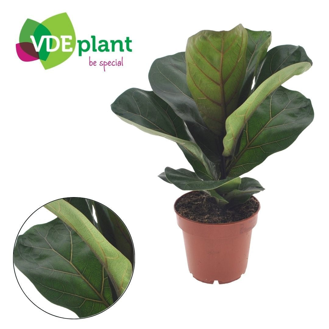 Ficus lyrata Bambino 30cm 12cm Pot