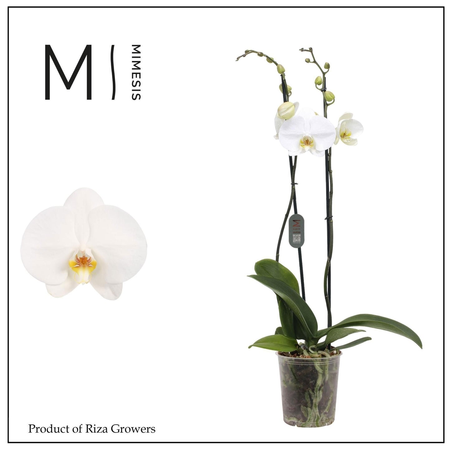 Phalaenopsis white 70cm 12cm Pot