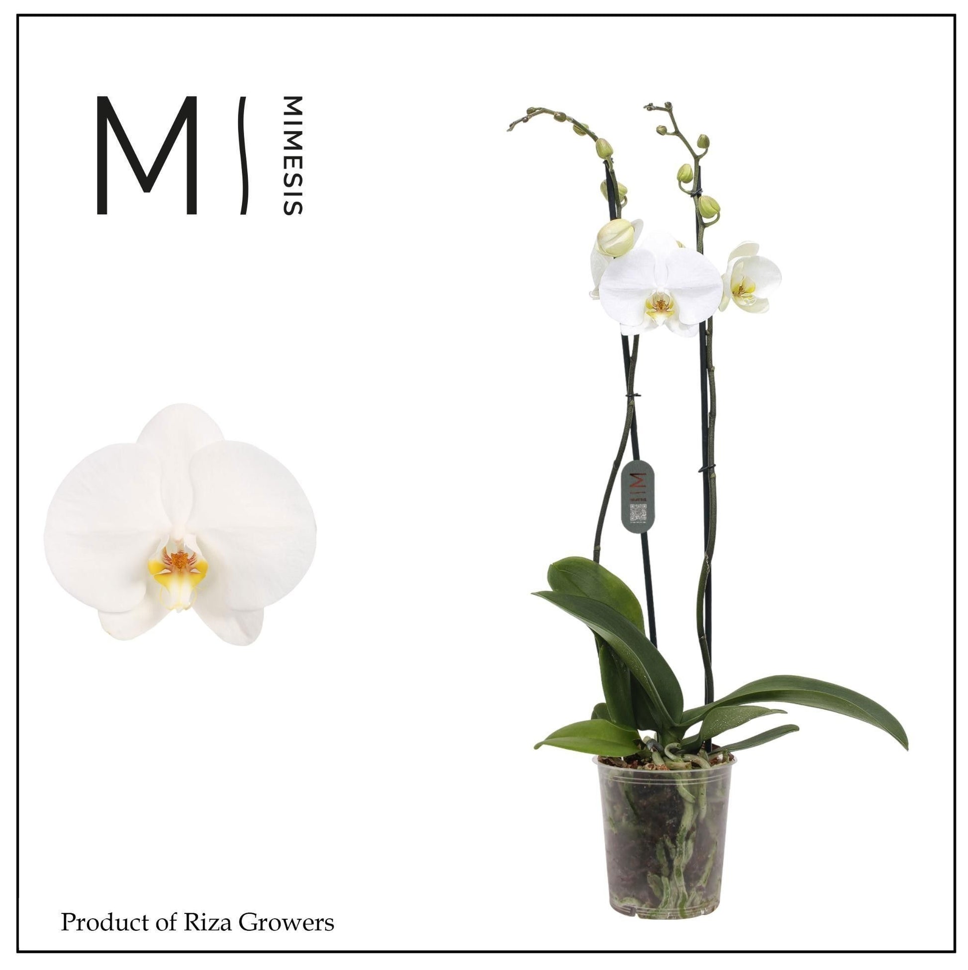 Phalaenopsis white 70cm 12cm Pot