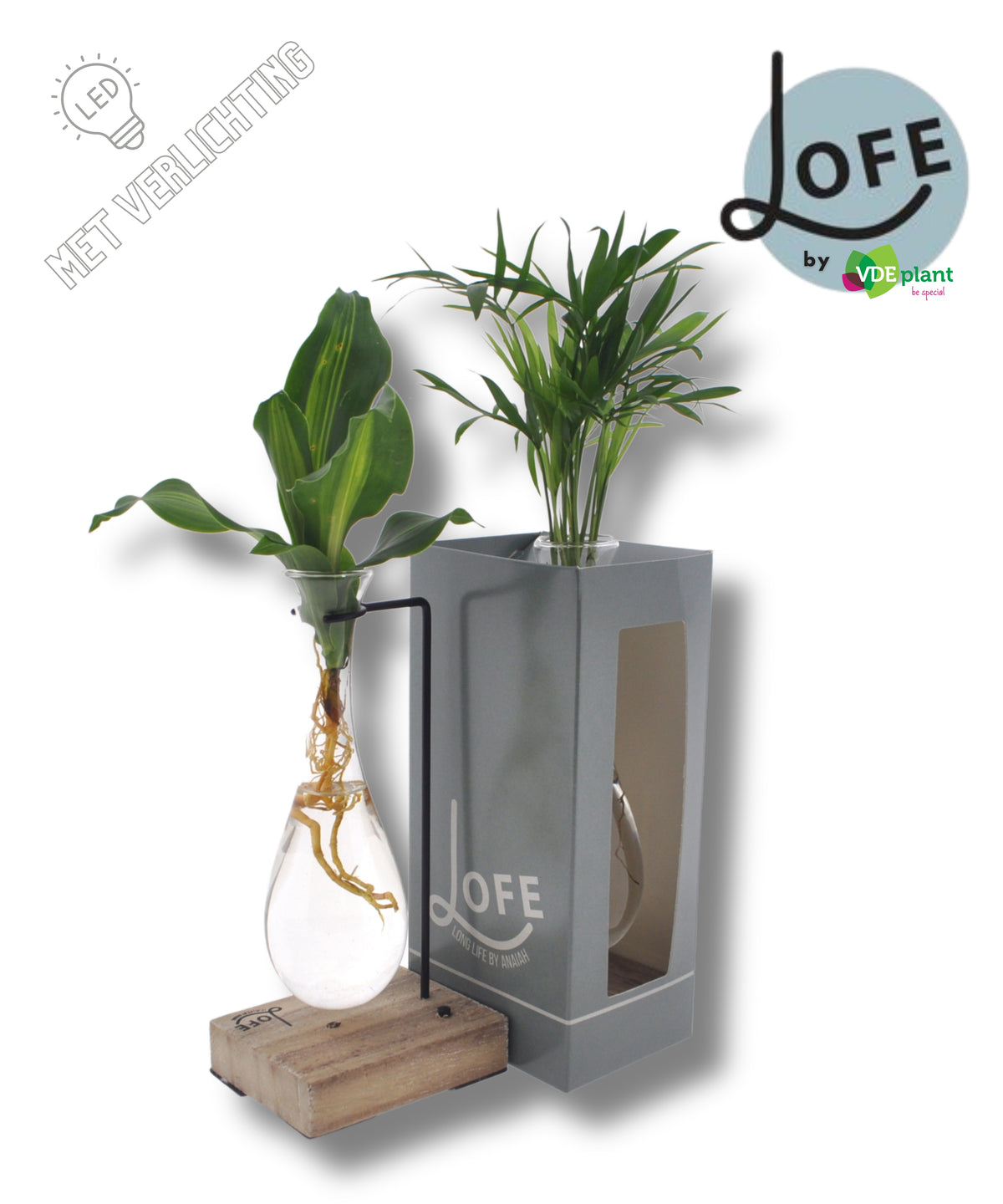 Foliage houseplants mix 45cm 12cm Pot