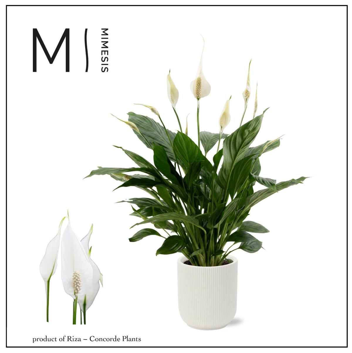 Spathiphyllum Pico Cupido 55cm 13cm Pot