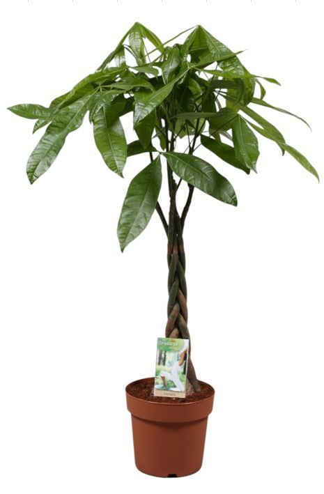 Pachira aquatica 110cm 21cm Pot